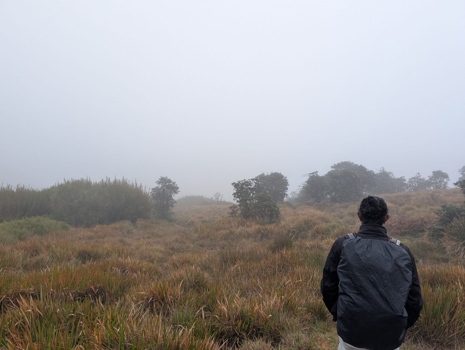 A walker on the Horton Plains trails in misty grasslands