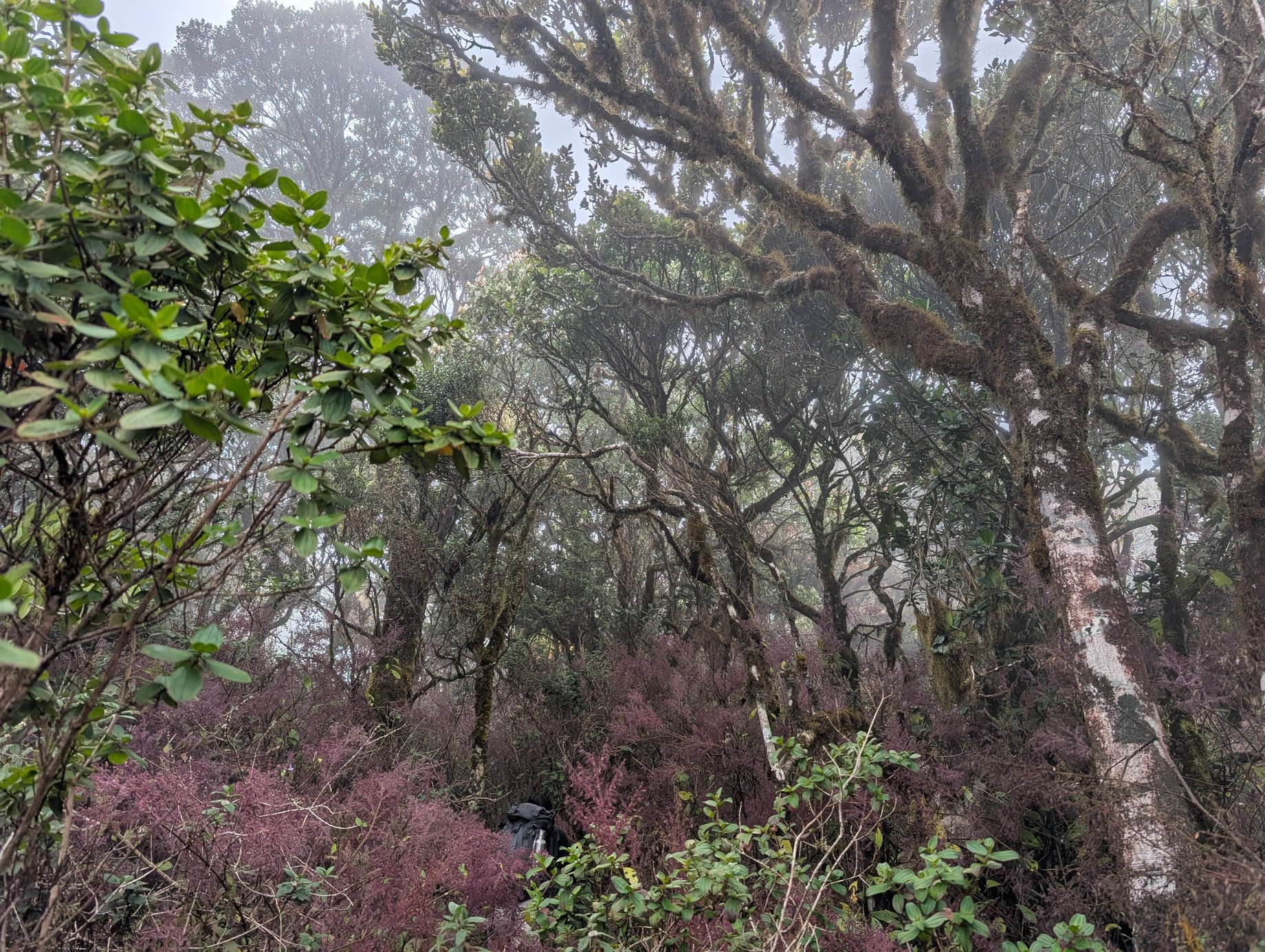 Flowering shrubs and moss-laden trees in the Horton Plains understory