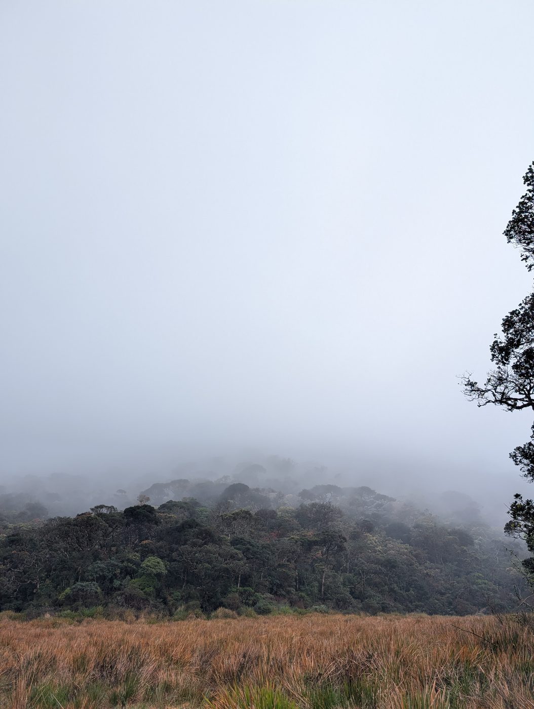 Misty orange grasslands at the edge of the cloud forest