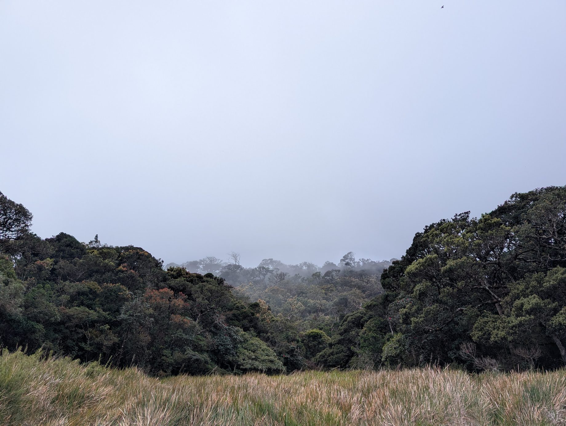 Misty grasslands giving way to cloud forest in Horton Plains National Park