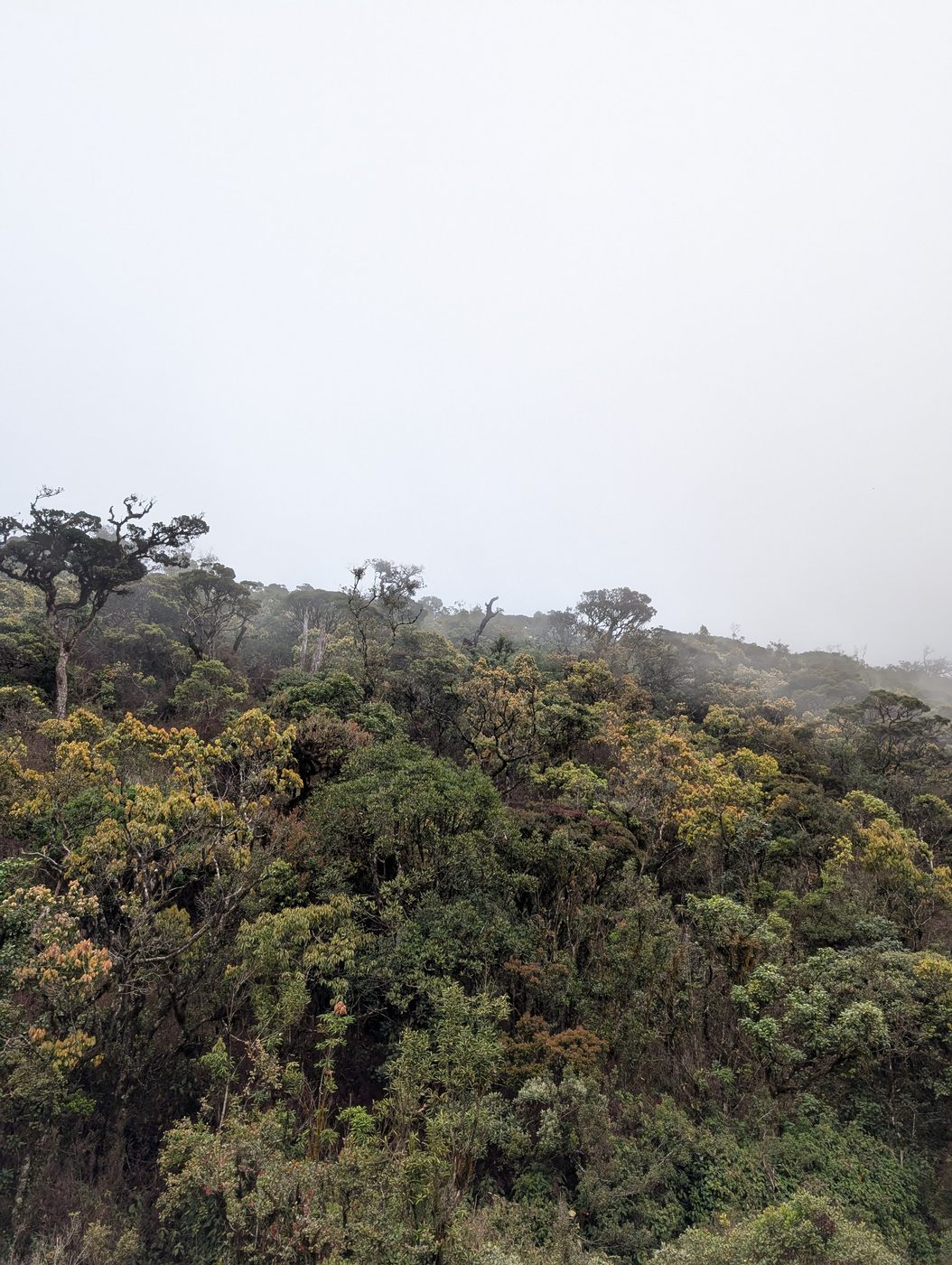 Autumn-tinted cloud forest canopy in the mist