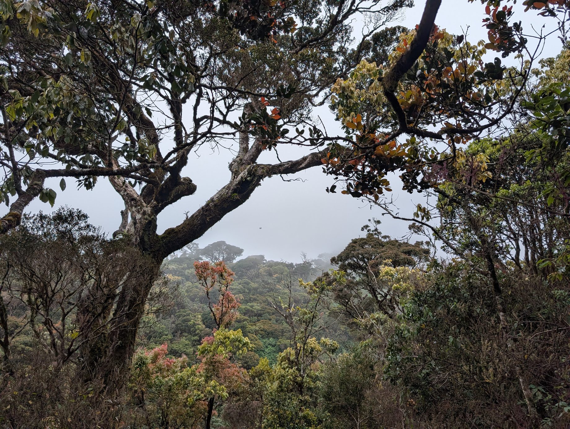 Looking through trees into a submontane rainforest valley, Horton Plains