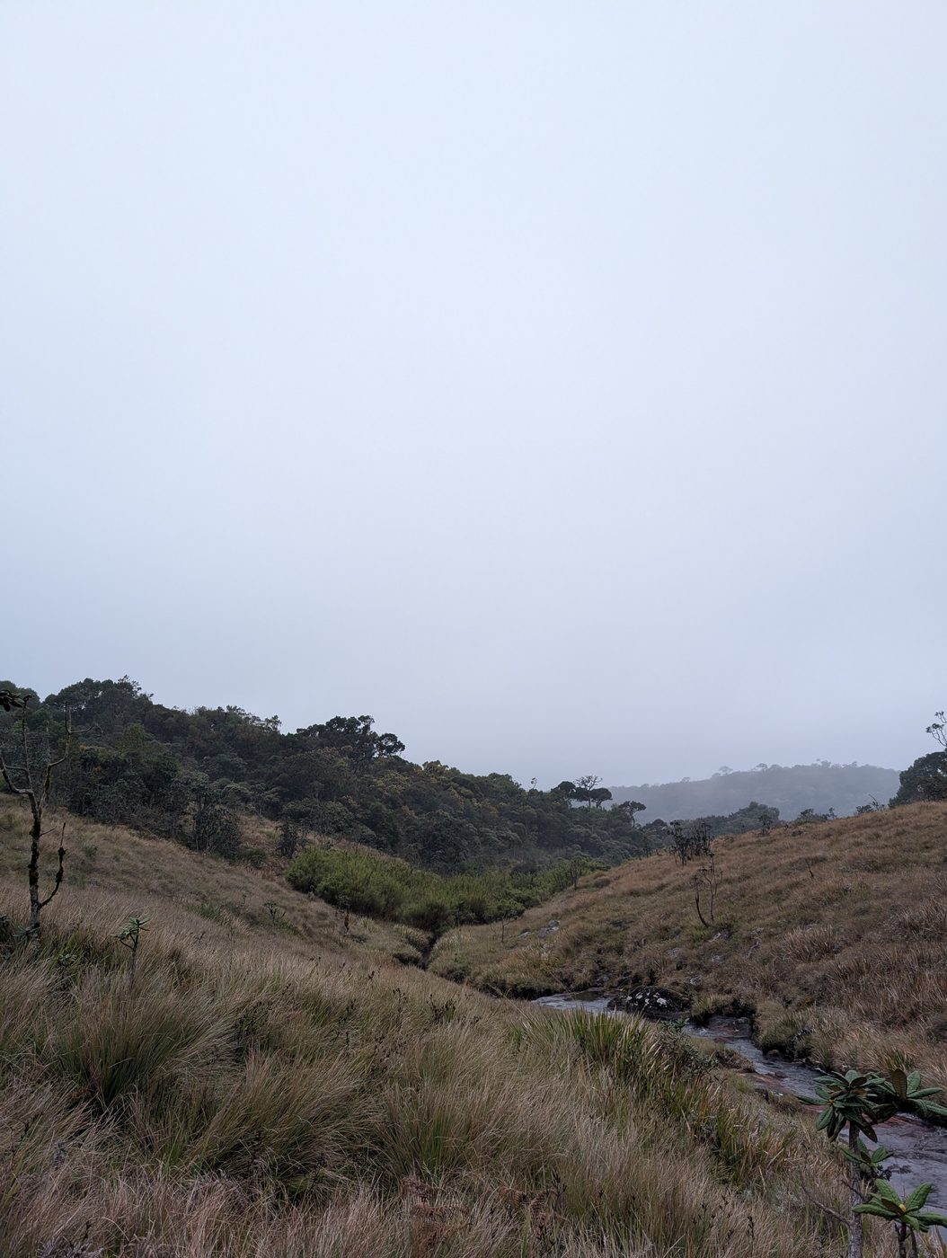 Stream cutting through misty grasslands in Horton Plains