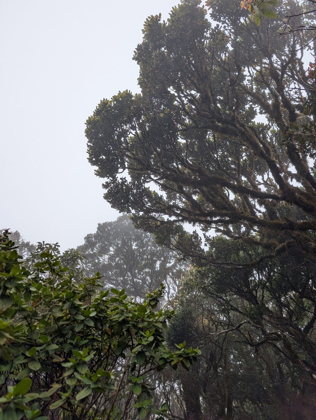 Moss-covered cloud forest trees in the mist